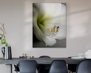 Gros plan d'un amaryllis blanc sur Evelien Brouwer