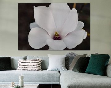 Magnolia portrait