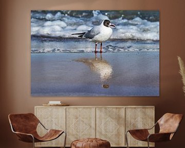 Black-headed gull sur Gunter Kirsch