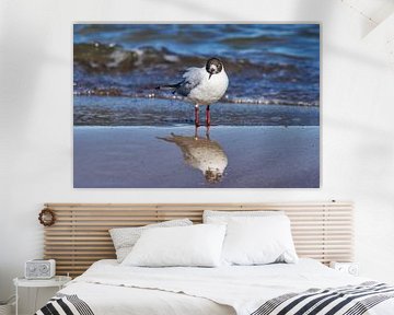 Black-headed gull at the beach of the Baltic Sea sur Gunter Kirsch