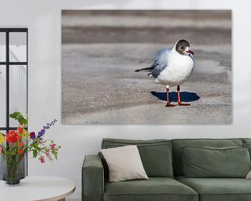 Lonely black-headed gull van Gunter Kirsch