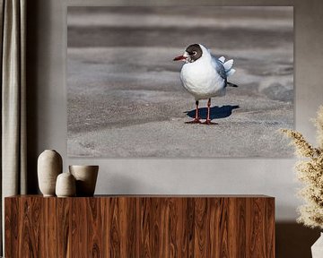 Black-headed gull at the beach of the Baltic Sea van Gunter Kirsch