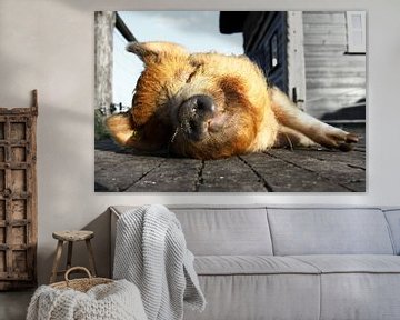 Sleeping pig sur Wybrich Warns