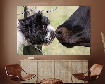 Schapendoes pup met koe van Wybrich Warns