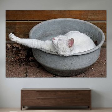 Witte kat heeft pauze