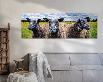 Zwart Schaap in de wei Panorama