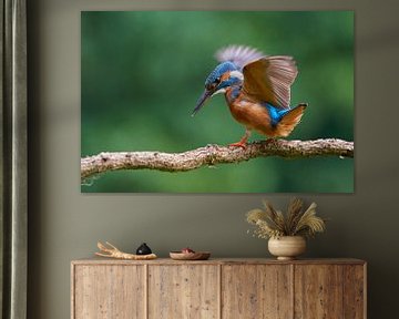 Kingfisher - Dancing Queen by Kingfisher.photo - Corné van Oosterhout