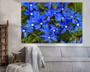 Blaue Blüten des Frühlingsenzian in der Schweiz von Dennis van de Water