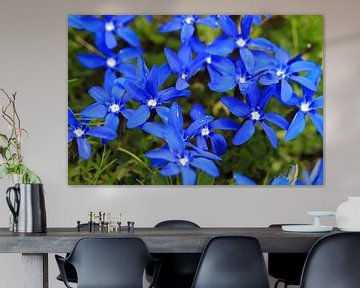 Fleurs bleues de la gentiane printanière en Suisse sur Dennis van de Water