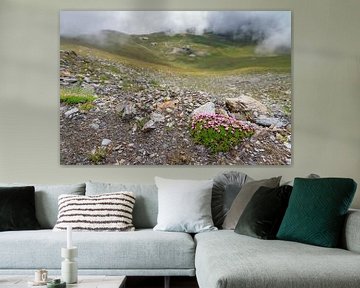 Stengelloze silene in de Zwitserse alpen in de zomer by Dennis van de Water