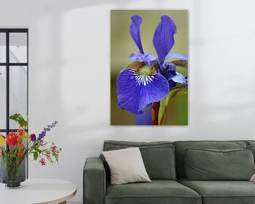 Iris macro - blauw/paars en groen van Jeroen van Deel