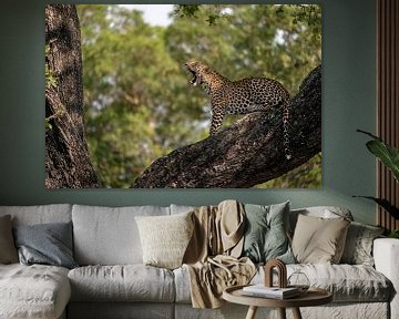 Gähnender Leopard in einem Baum in Südafrika von Ingrid Sanders