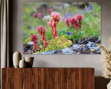 Wilde planten en bloemen in de Zwitserse alpen van Dennis van de Water