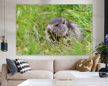 Alpenmarmot in Zwitserland van Dennis van de Water