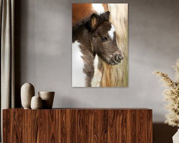 Shetlandpony aan de muur