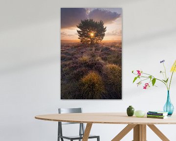 Veluwe heide zonsopkomst van Rick Kloekke