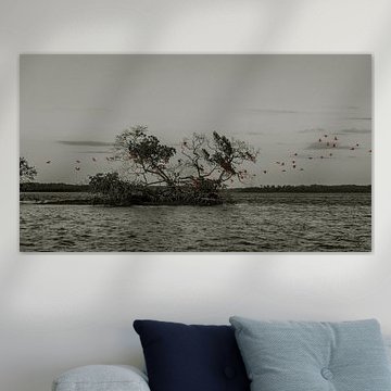 Les Ibises rouges colorent la soirée