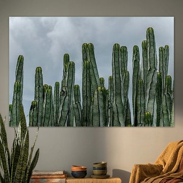 Cactus ornés avec des chapeaux jaunes