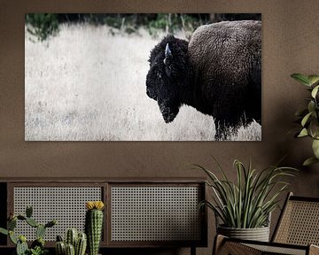 Lonesome Bison / Horizontal von Rutger-Jan Cleiren