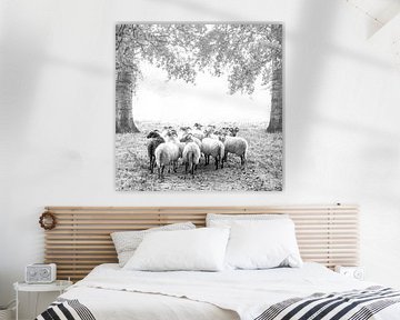 Schafe Elswout von Frans Nijssen