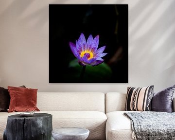 Blauer Lotus von Insolitus Fotografie