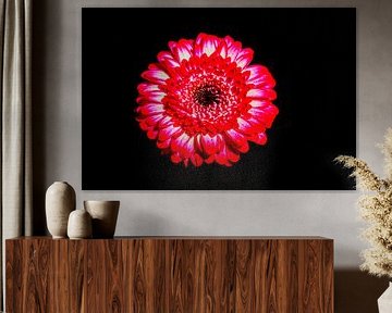 Bloem op zwarte achtergrond