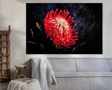 Flower on black background by Liberty Biesma