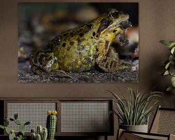 grenouille