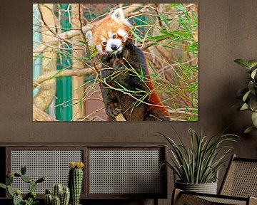 Little red panda van Leopold Brix