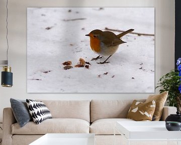 robin in the snow by manon vermeulen