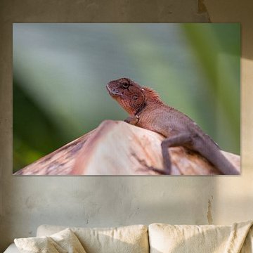 Oriental garden lizard