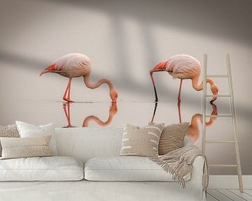 Greater Flamingos ( Phoenicopterus ruber roseus) with reflection on the surface, Walvis bay, Namibia by Gunter Nuyts