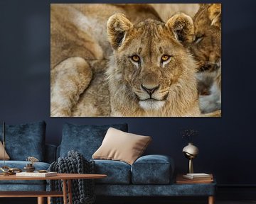 Een portret van een jonge leeuw ( Panthera Leo) die met indringende ogen naar de kijker kijkt. van Gunter Nuyts