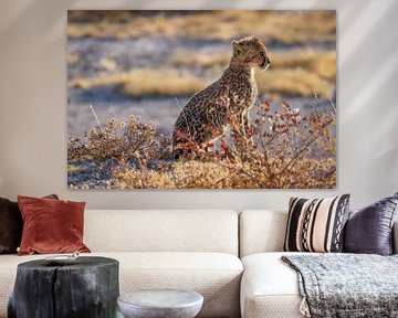 Ein junger Gepard ( Acinonyx Jubatus). von Gunter Nuyts