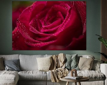Eine rote Rose mit Wassertröpfchen von Jefra Creations