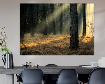 Licht durch die Bäume in einem belgischen Naturgebiet von Jos Pannekoek