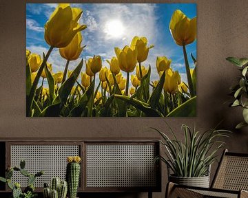 Champ de tulipes jaunes au soleil sur Eveline Dekkers