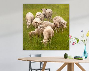 Eight sheep among the high and fresh green grass by Michel Seelen