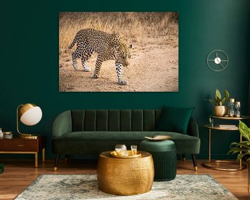 Leopard (4) von Mayra Fotografie