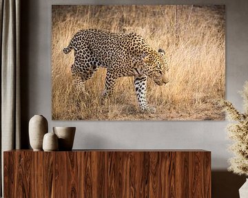Leopard (3) von Mayra Fotografie