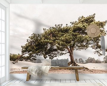 Pine tree on a sand drift by Mayra Fotografie