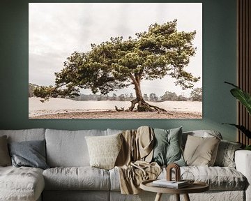 Pine tree  auf Sanddrift von Mayra Fotografie