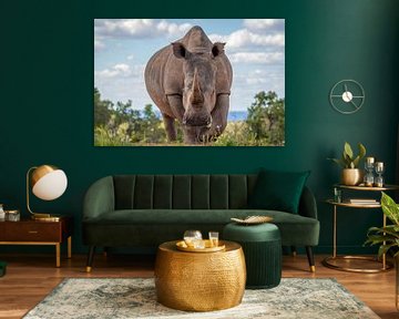 Porträt eines Nashorns, Froschperspektive. von Gunter Nuyts