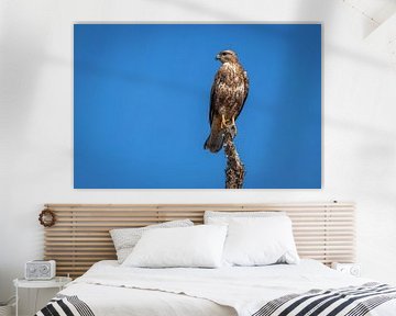 A buzzard ( Buteo Buteo) in the blue sky. by Gunter Nuyts