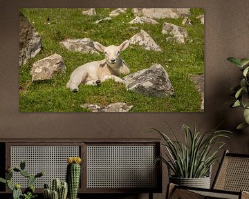 Lammetje relaxend in het Schotse gras von Michel Seelen