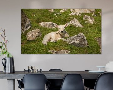 Lammetje relaxend in het Schotse gras von Michel Seelen