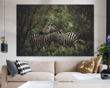 Zebras. by Niels Jaeqx