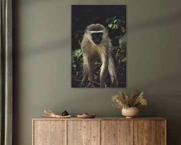 Affe im Kruger National Park. von Niels Jaeqx
