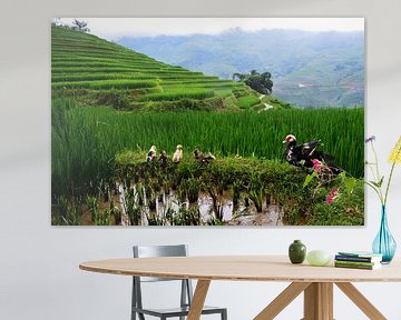 Familie op de Vietnamese rijstvelden