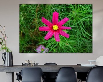 fuchsia bloem